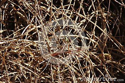 Dry branches texture Stock Photo